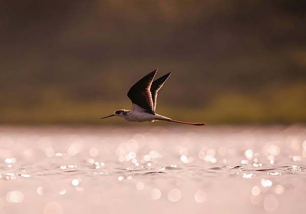 Le Marais aux Oiseaux proche du camping Parc de Bellevue