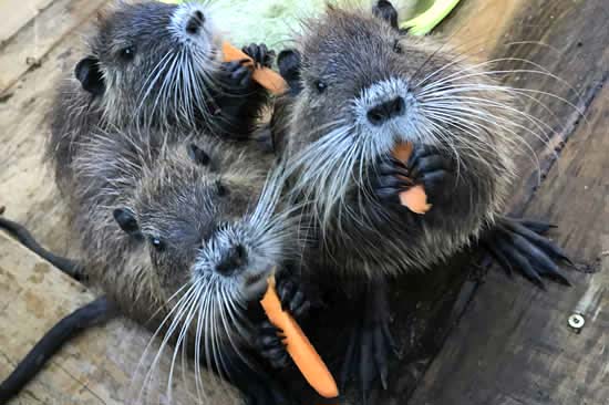 Le Parc Myocastors proche du camping Parc de Bellevue