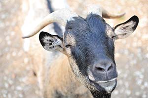 Chèvre de la mini-ferme du camping Parc de Bellevue à Arvert
