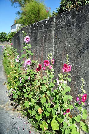 Rose trémières sur l'île d'Oléron proche du camping