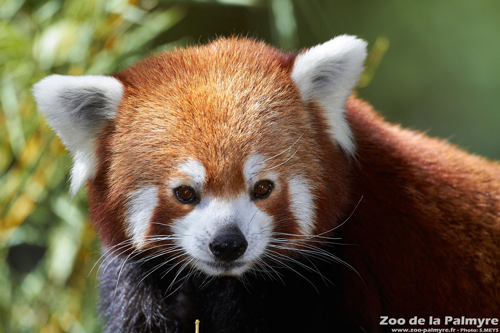 Panda roux du parc zoologique de la Palmyre proche du camping